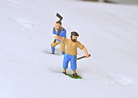 брадви - 74072 вида