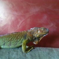 венециански мазилки - 66368 селекции